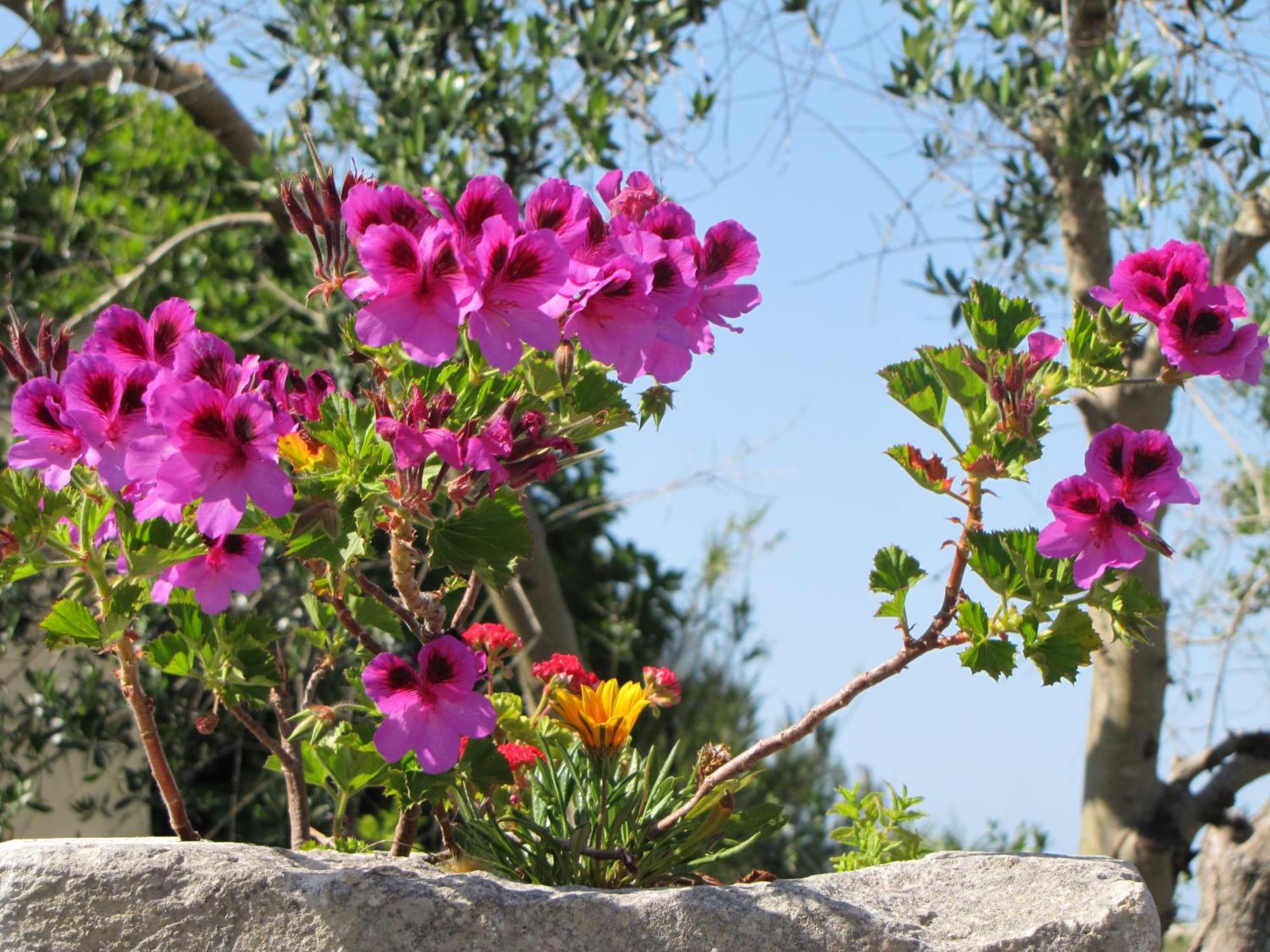 Torre Pinta Masseria Medioevale Otranto Eksteriør bilde